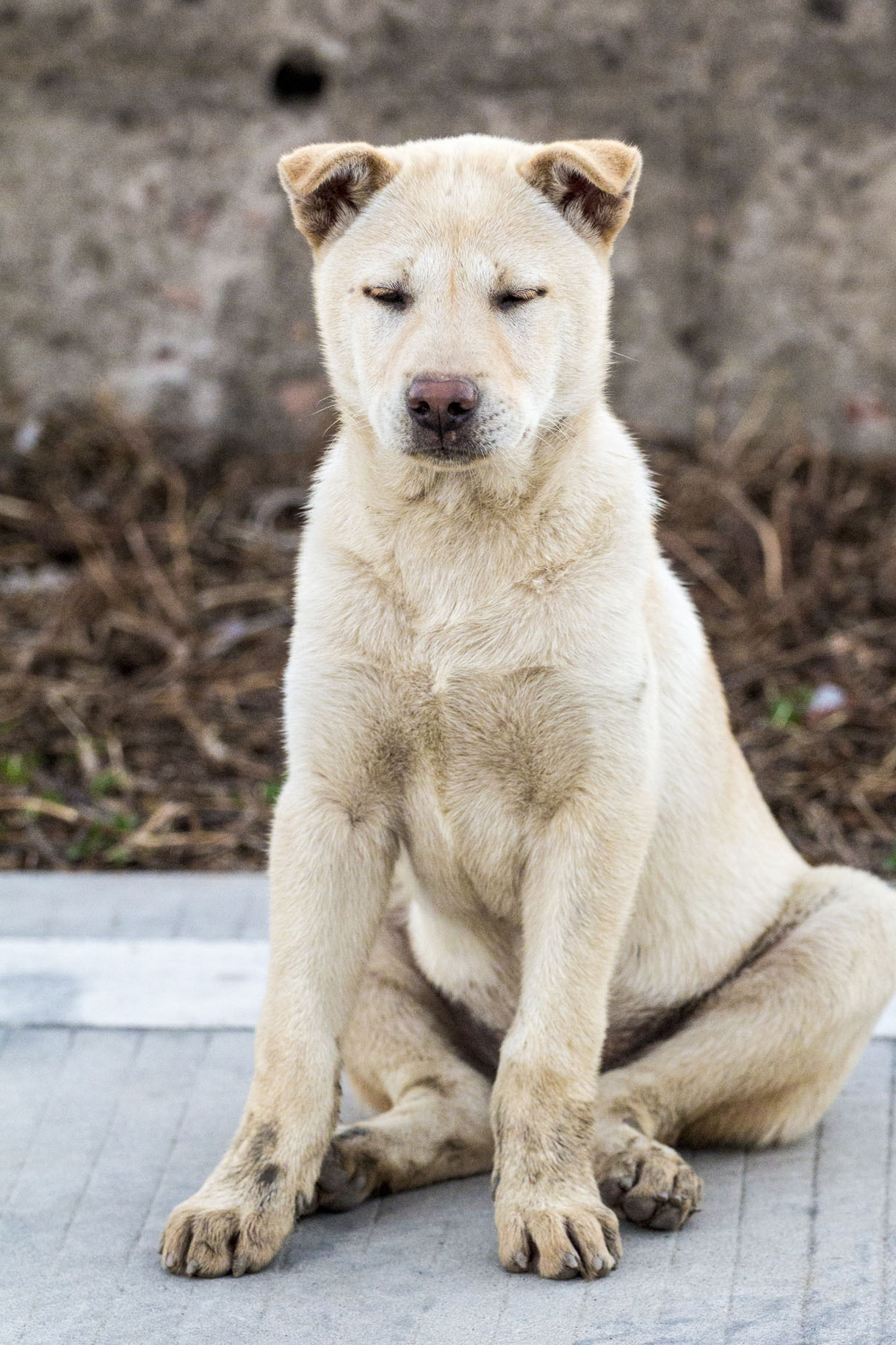 你们了解中华田园犬吗?它们的美你肯定让你们意想不到