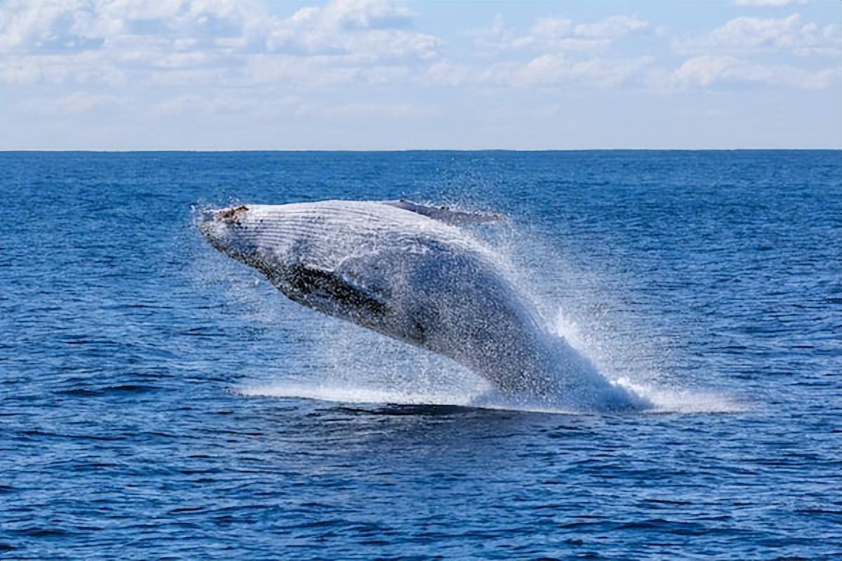 地球上最大的蓝鲸,每次排出2吨粪便,为何被称为海洋中的钻石?