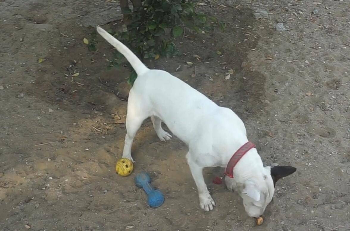 环境在大姐继续向大哥说情的时候,小哥也试图给这只牛头梗喂一些吃的