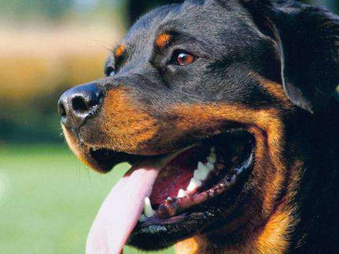 为什么越来越多的人养"罗纳威"这6大好处,真的让人爱_时候_狗狗_训练