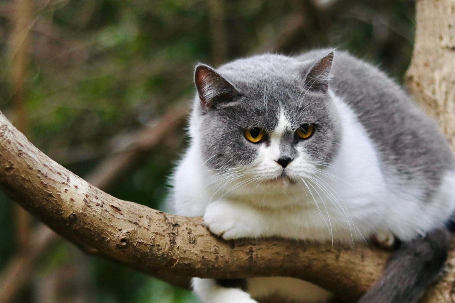 想要在家给猫咪洗澡