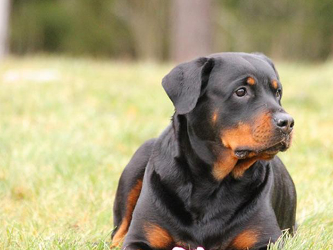 为什么越来越多的人养"罗纳威"这6大好处,真的让人爱_时候_狗狗_训练