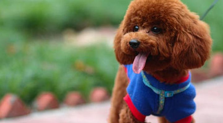 简单几招快速认清楚_泰迪_区别_眼睛