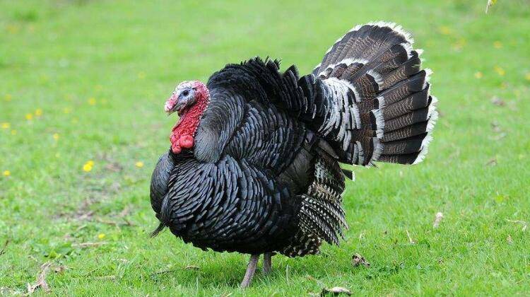 火鸡养殖:乡村振兴的新引擎