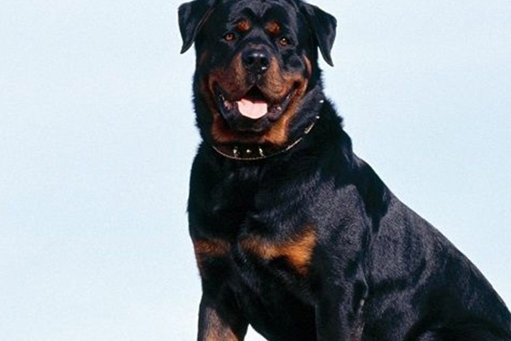 十大最帅狗狗排名榜图片
