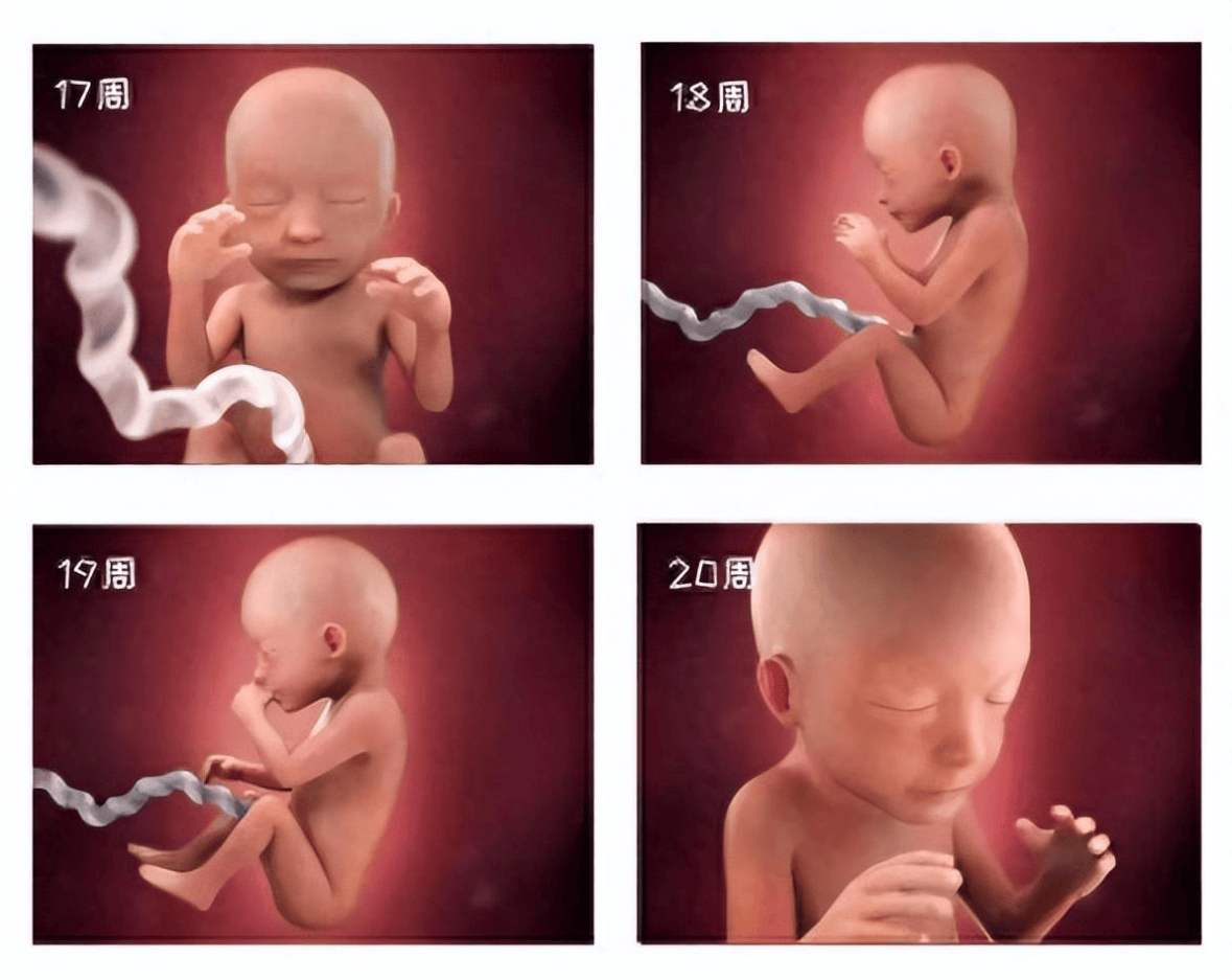 怀胎十月受精卵变新生儿,胎宝怎么成长？一组生命起源图揭开人类成长的奥秘
