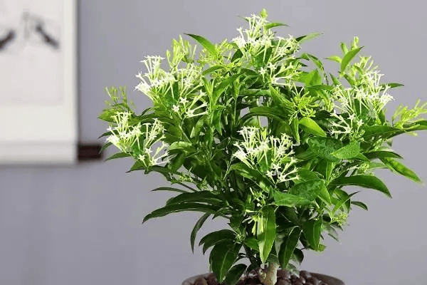 夜来香的养殖,夜来香的农敢网剪枝技巧_修剪_方法_土壤