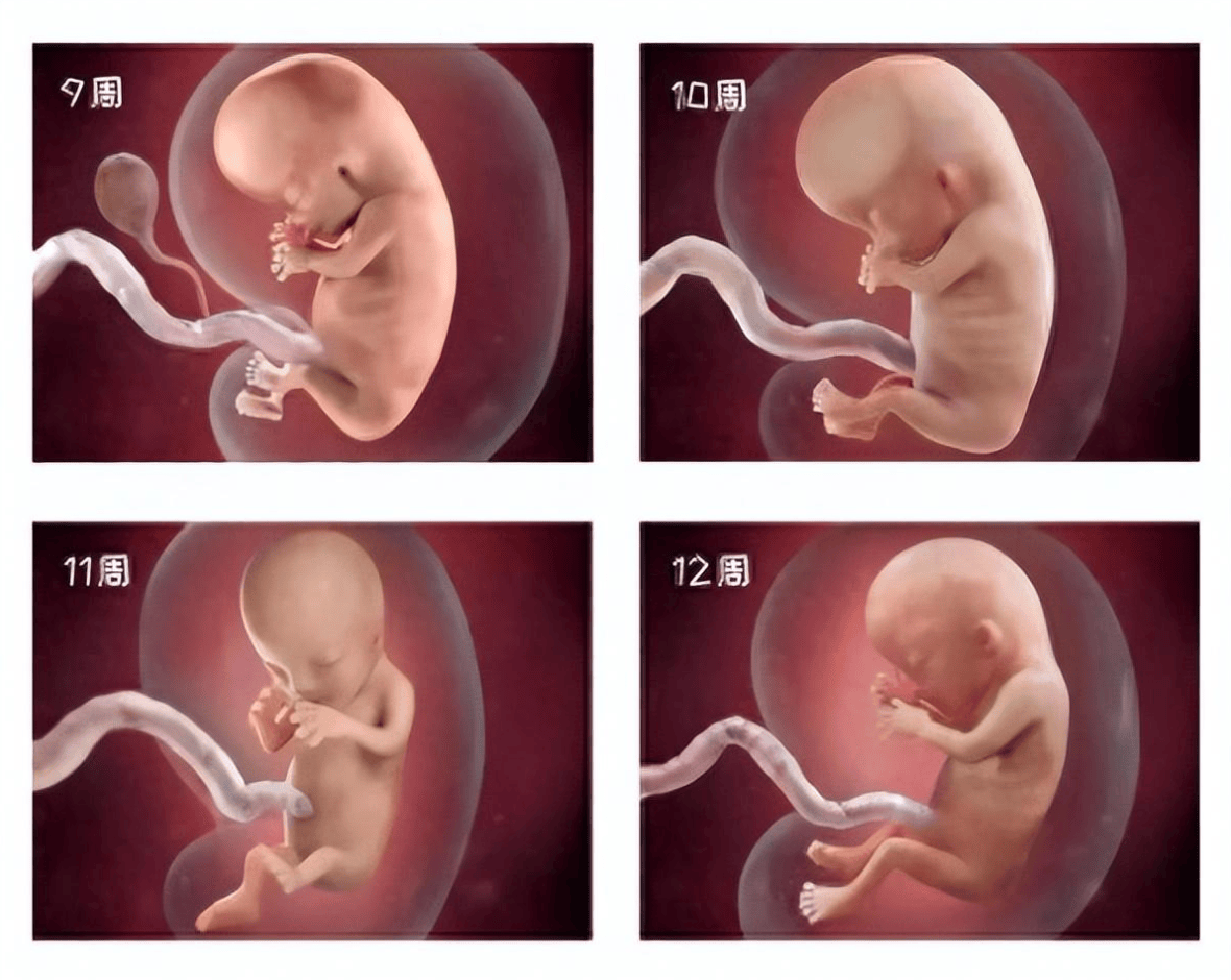 怀孕63天胎儿图片图片