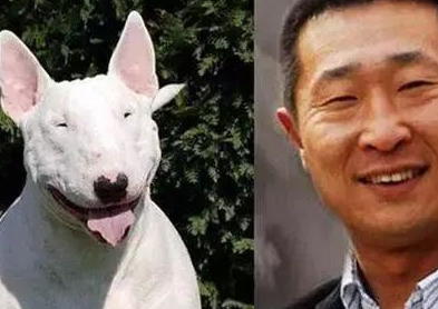 原创明星和狗子大撞脸第一位可真是太像了