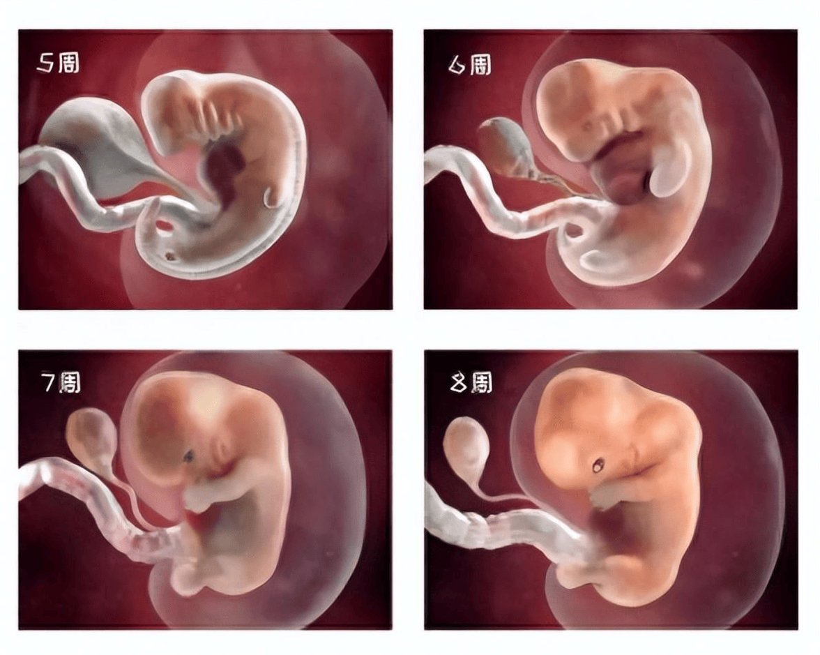 怀胎十月受精卵变新生儿,胎宝怎么成长？一组生命起源图揭开人类成长的奥秘