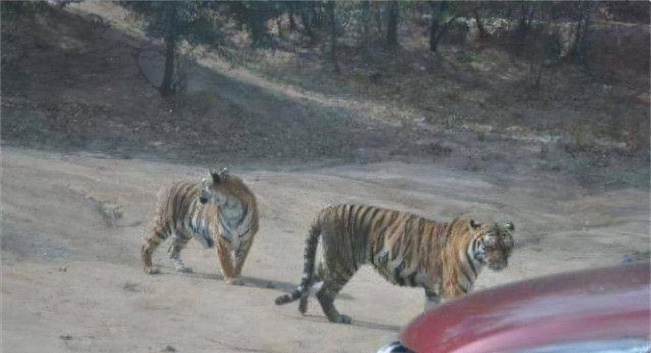 原创轰动一时的八达岭老虎咬人案幸存者索赔百万失败因毁容无工作