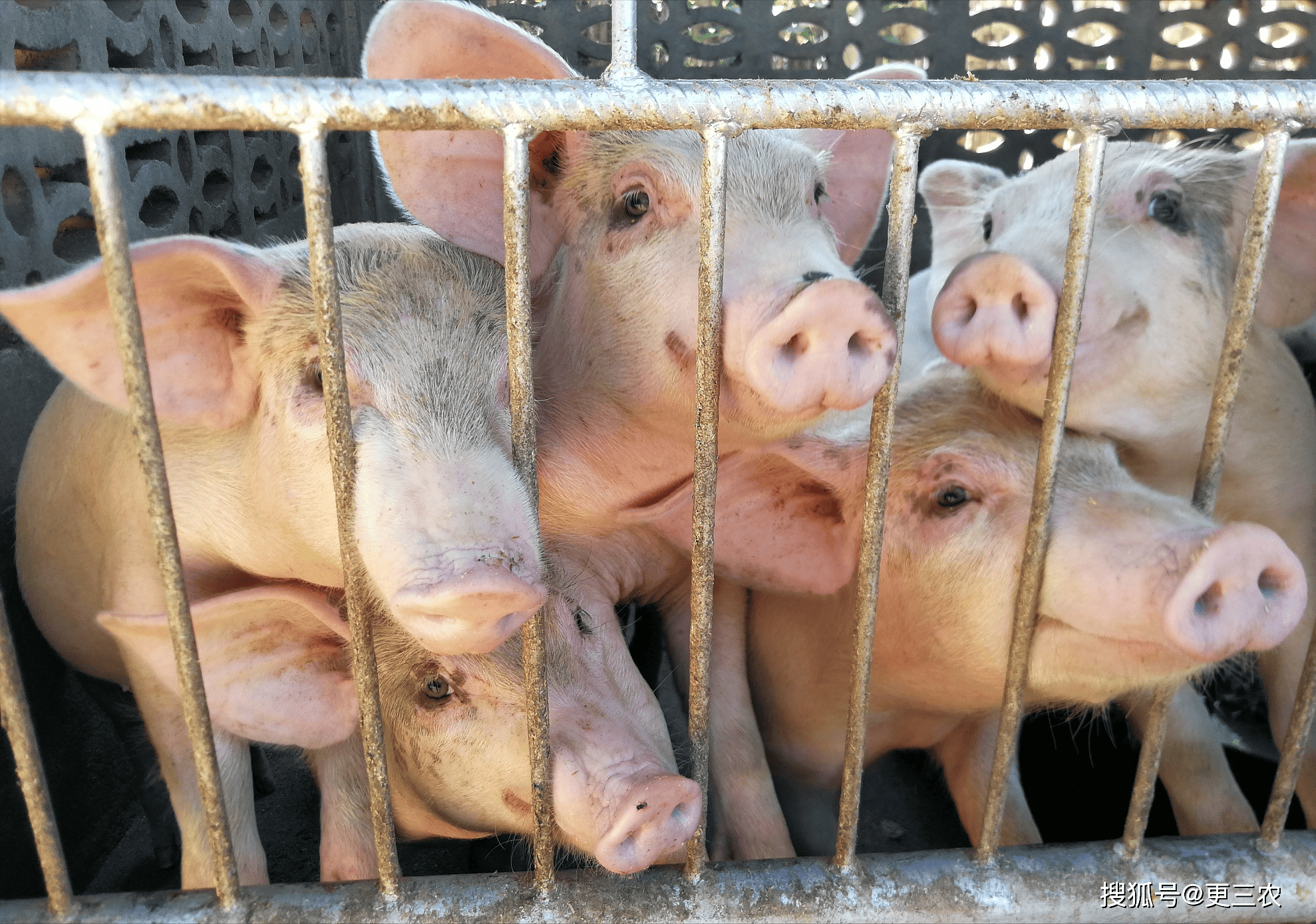 原创猪价跌势倒塌涨势向南传导发生了啥附4月6日猪价