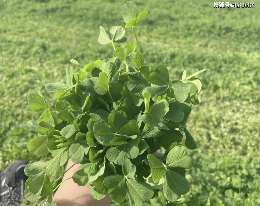 苜蓿草_植物_时候