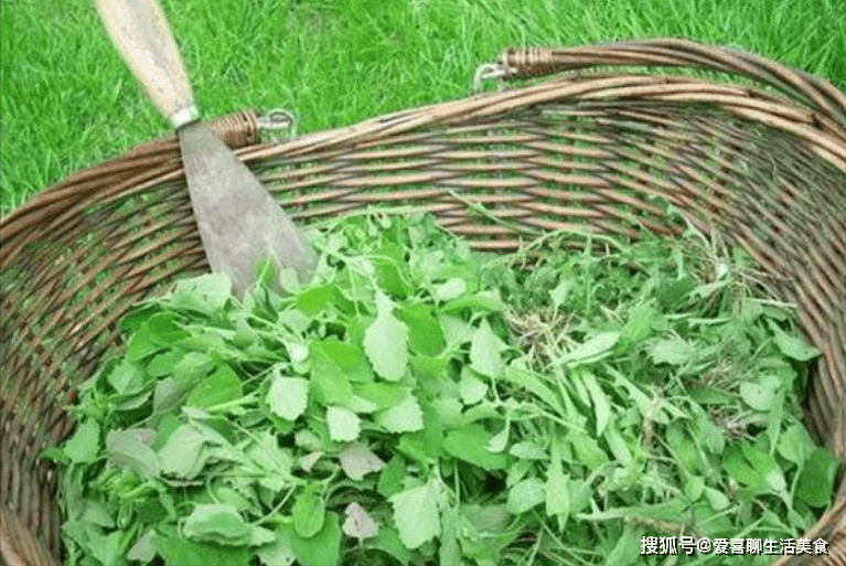 4月,春花烂漫,万物复苏,田埂上,水渠边,公路旁,很多野菜纷纷"冒出了头