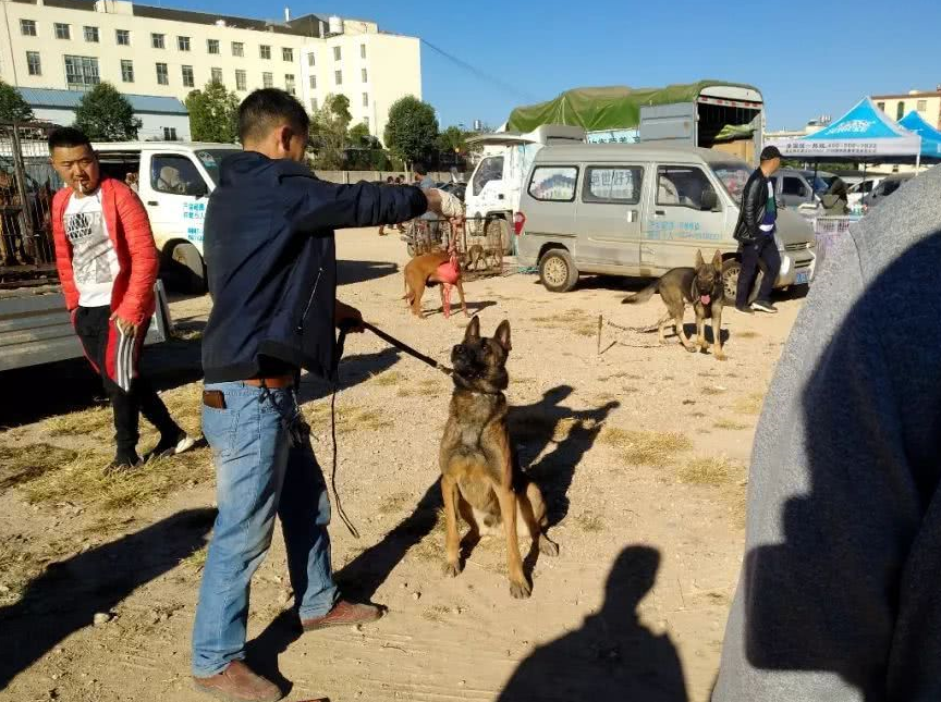 原创男子出售马犬报价1300元大家都嫌贵短短几分钟后都想买