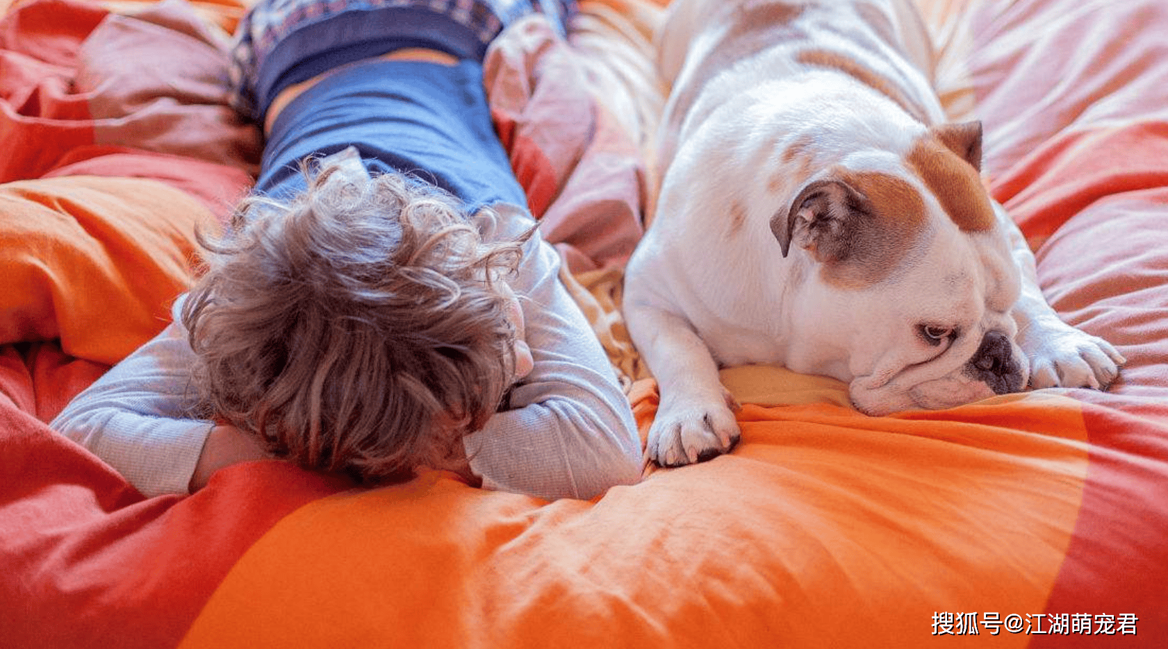 养狗”和“不养狗”的人，十年后，身体差距是很大的！_搜狐网, image size:1681x935