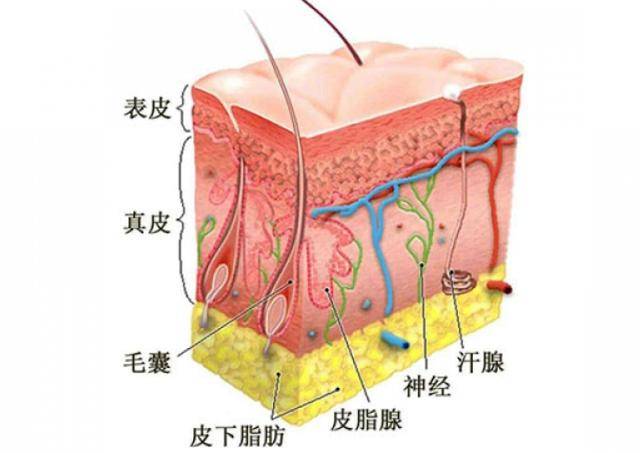 牛耳静脉血管位置图片