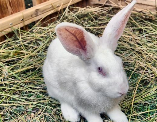 兔子磨牙主要靠吃草,磨牙石是种概念,某些成分和磨脚石并无不同_牙齿_