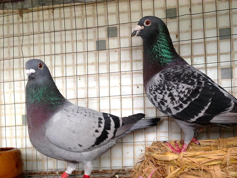 鸽子的四个时期需要注意的事项