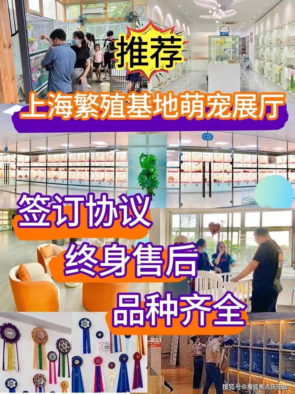 买布偶首页网站上海闵行区买布偶幼猫哪里便宜