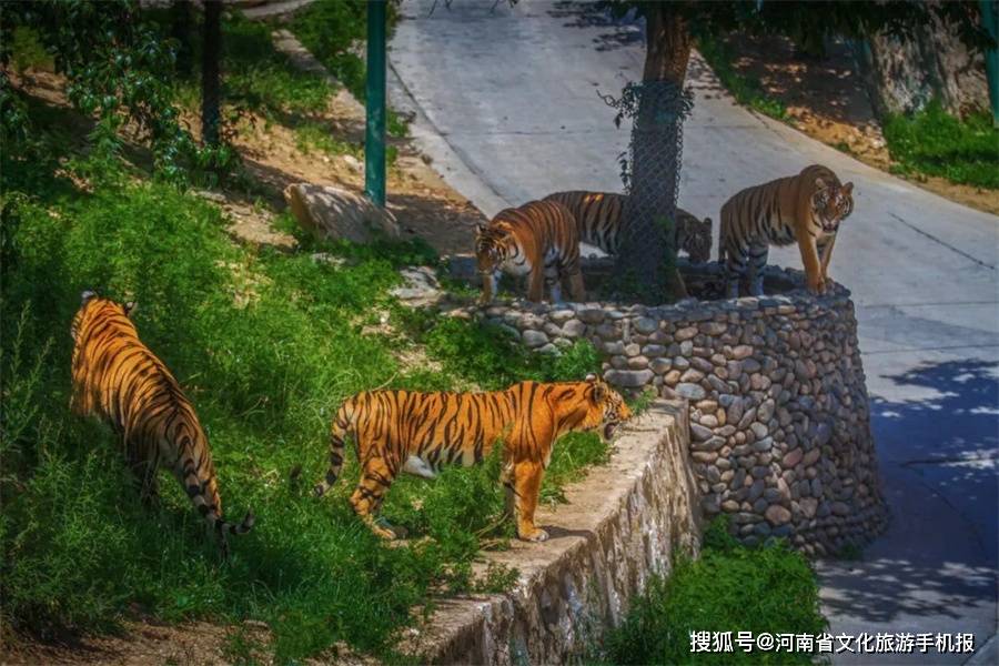 助力牡丹花会栾川动物园又放大招