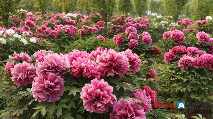 亮点纷呈,一句话评价今年菏泽各牡丹园新看点
