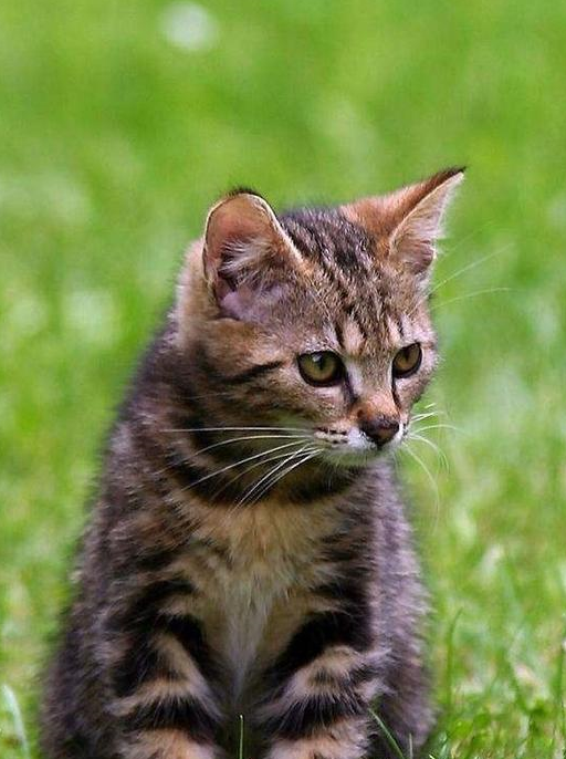 家猫对流浪猫是怎么看的?