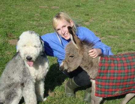 原创你见过养驴当宠物的吗这种驴现在是澳洲最抢手的宠物价格高昂