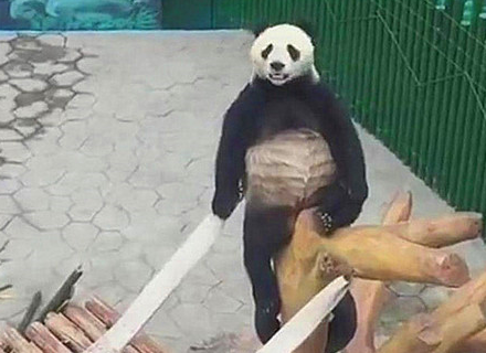 大熊猫成精玩单杠游客惊呆这难道是罕见奇行种