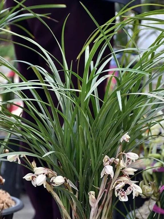 原创兰花无论什么品种我只做好这3点叶绿根壮花开多有养都爆盆