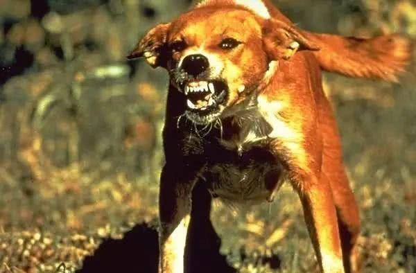 古人被狗咬伤,没有疫苗就不怕得狂犬病吗?其实有一方法流传至今_疾病_