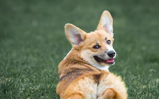 原创别以为饲养柯基有多难其实可爱的它们起来挺容易并且好处很多