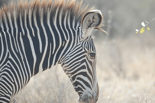 斑马剃了毛会变成纯色的吗