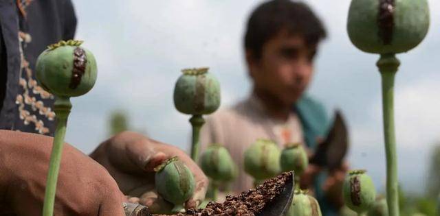 卧底返回金三角,毒贩家厨子通风报信:你暴露了,他们要凌迟了你_傅衍鲲