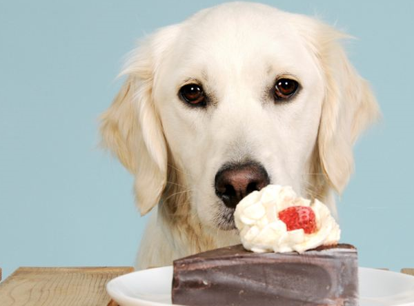 我们可以吃,但狗不能吃的4种食物,第一个会给狗带来致命伤_狗狗_主人