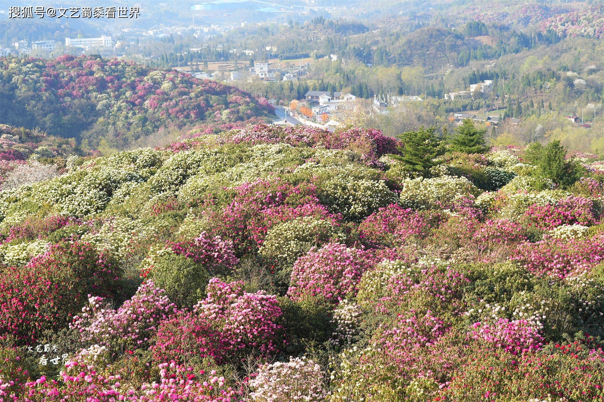 贵州毕节杜鹃花海图片图片