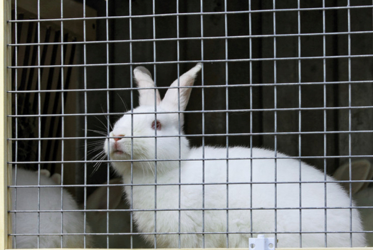 原创如何为你的兔子设置完美的兔笼
