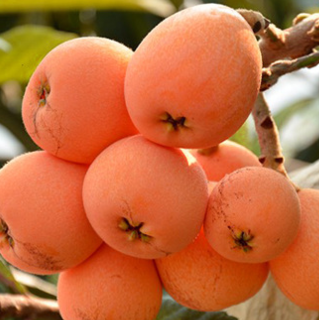 肯定有许多人想种植枇杷,这种嫁接枇杷树苗,早开花结果,易成活,适合