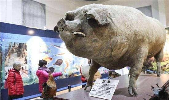 中国最重三头猪一头成博物馆镇馆之宝一头被全村风光大葬