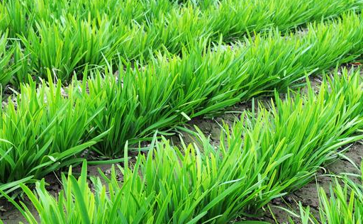 买新鲜韭菜,九成人都错了,菜农支了几招,一下识别出不新鲜韭菜_叶子