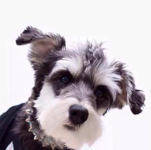 第五,金毛犬金毛犬,一副温