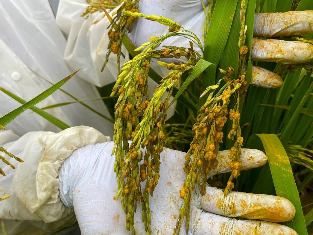 华智视界:水稻抗稻曲病研究进展