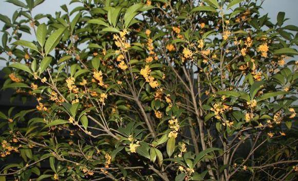 不管怎样,桂花树的价值必然好看又实用,自然也成为众多人的选择.