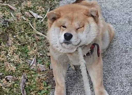 网友_主人_狗狗