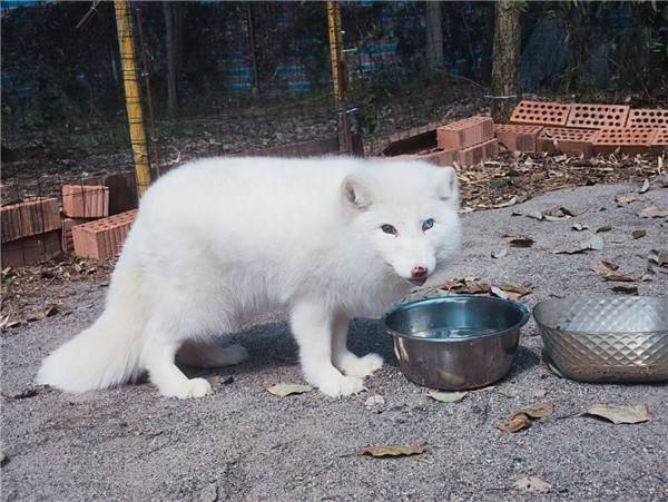 柏阳与狐仙文化的不解之缘