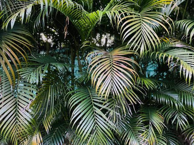 原创凤尾竹的寓意养护注意什么凤尾竹黄叶的原因