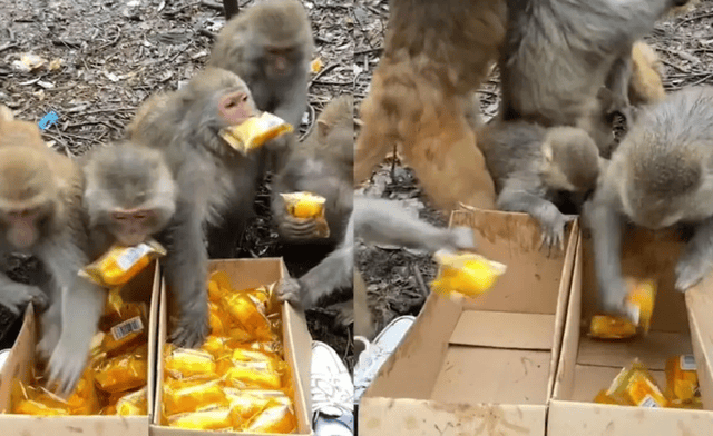 当地:致9人伤,包括6个小孩_人类_猴子_袭击