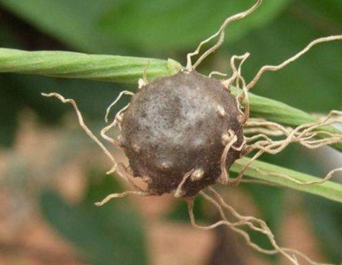 原创农村即将消失的3种野果图一像木瓜图三长大后就没再见过