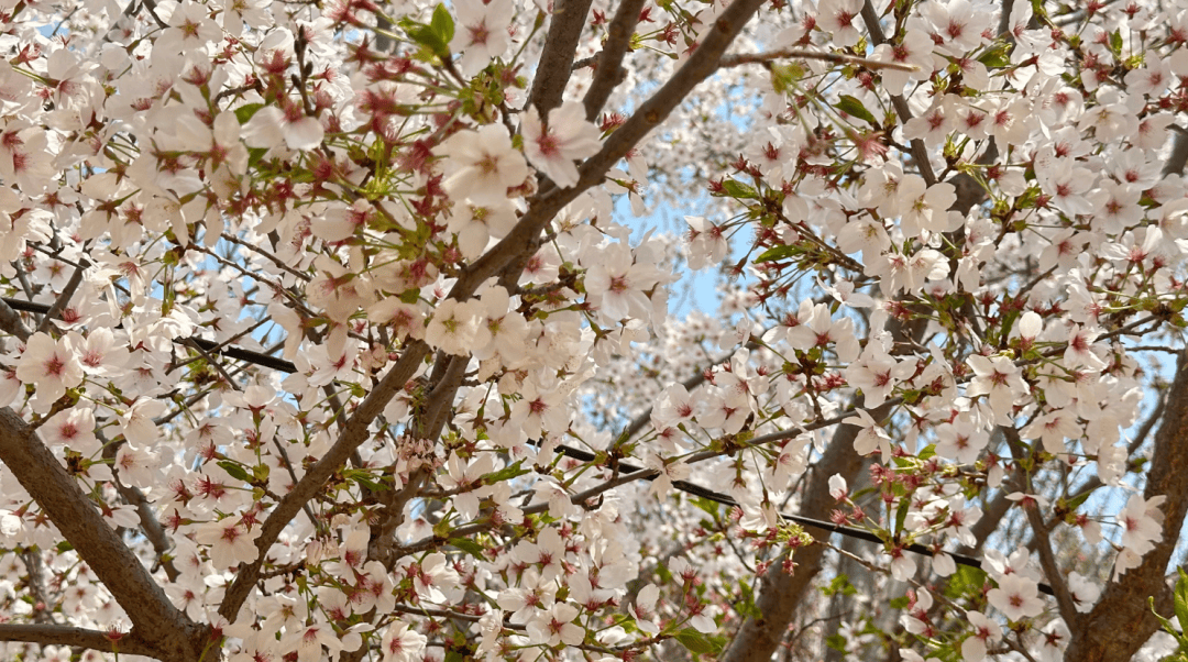 玉泉山5万株樱花盛放!锦绣太原赏花季启幕_公园_游客_牡丹