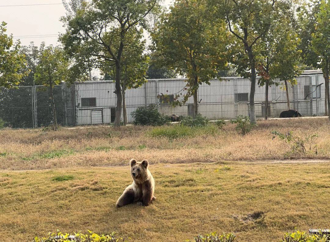 安徽唯一有大熊猫的动物园是3a景区不在合肥更不在芜湖